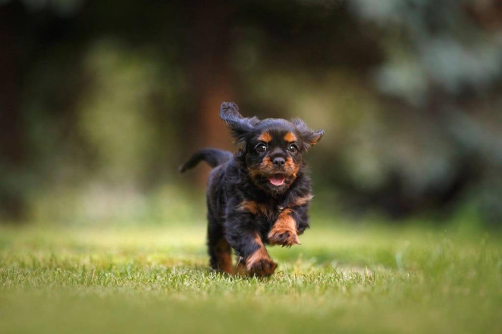 Puppy Grooming Tips and Techniques The Ultimate Guide to Puppy Grooming