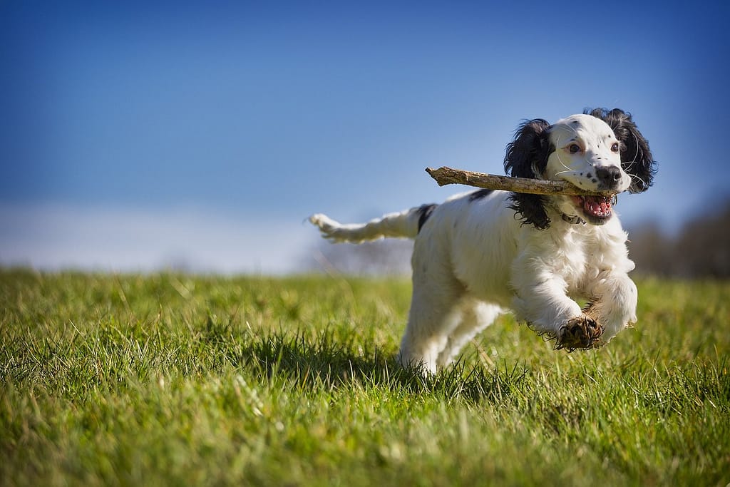The Ultimate Guide to Puppy Care: Everything You Need to Know