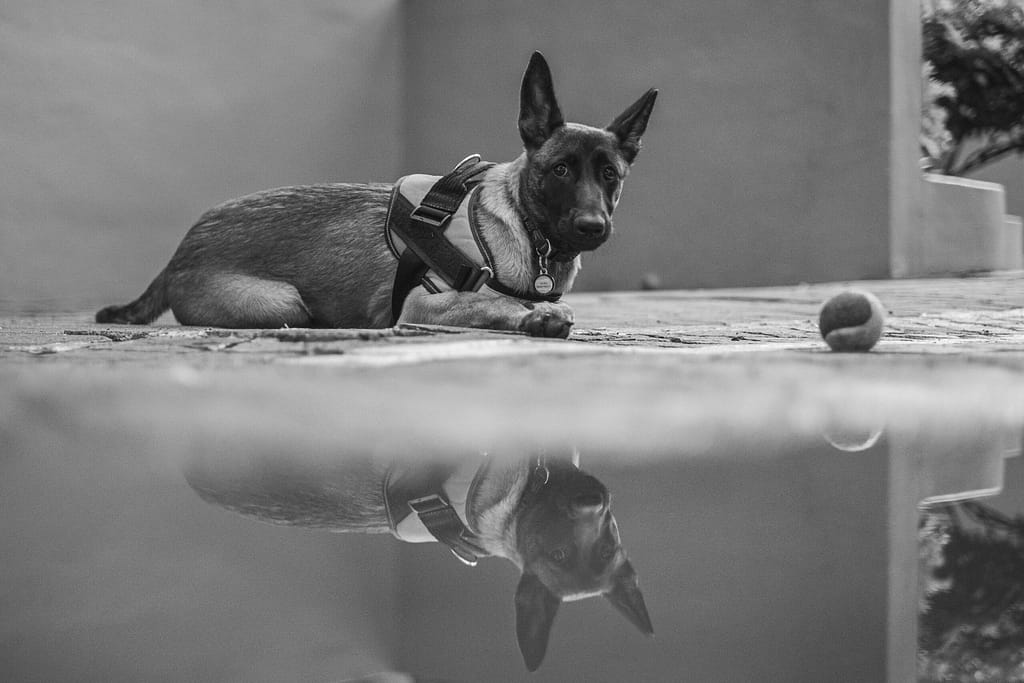 The Importance of Puppy Socialization: A Guide for New Dog Owners