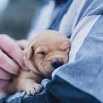 Puppy Facts