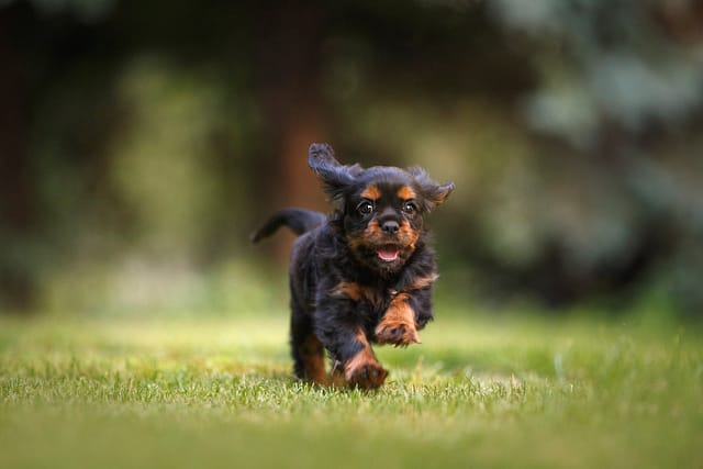Puppy Grooming Tips and Techniques The Ultimate Guide to Puppy Grooming