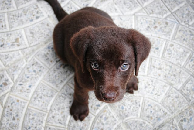 Time To Start Training Your Puppy